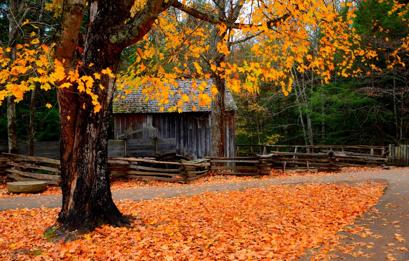Photo wallpaper road, forest, leaves, trees, landscape, nature, mill, forest