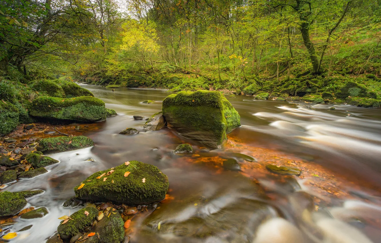 Photo wallpaper autumn, forest, river, stones, England, moss, England, Cumbria