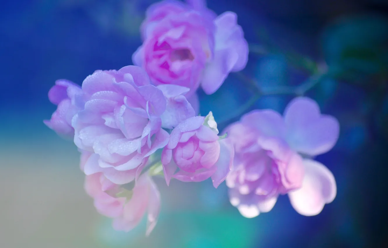 Photo wallpaper macro, background, pink, branch, petals, Briar