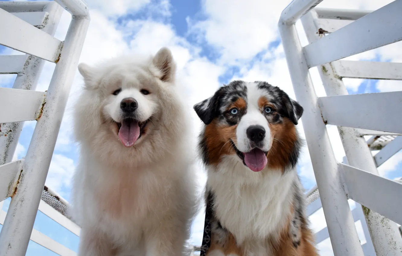Photo wallpaper dog, pose, look, face, Samoyed