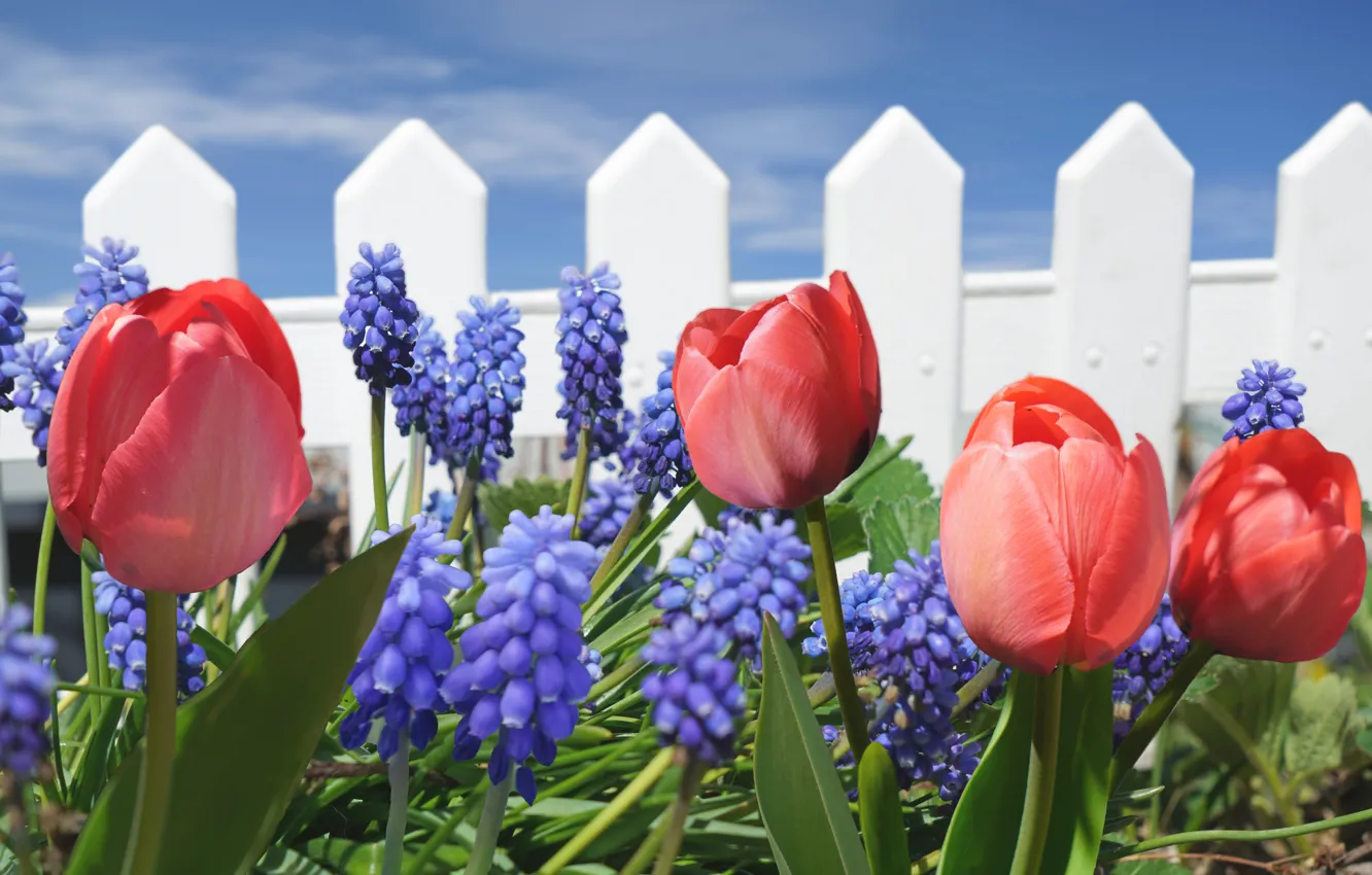 Photo wallpaper white, the sky, flowers, blue, red, the fence, spring, tulips
