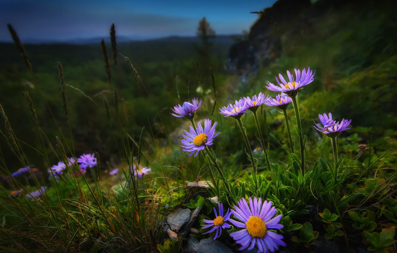 Photo wallpaper grass, flowers, nature, slope, Paul Sahaidak