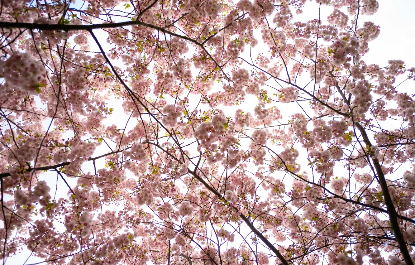 Photo wallpaper tree, tenderness, spring, Sakura