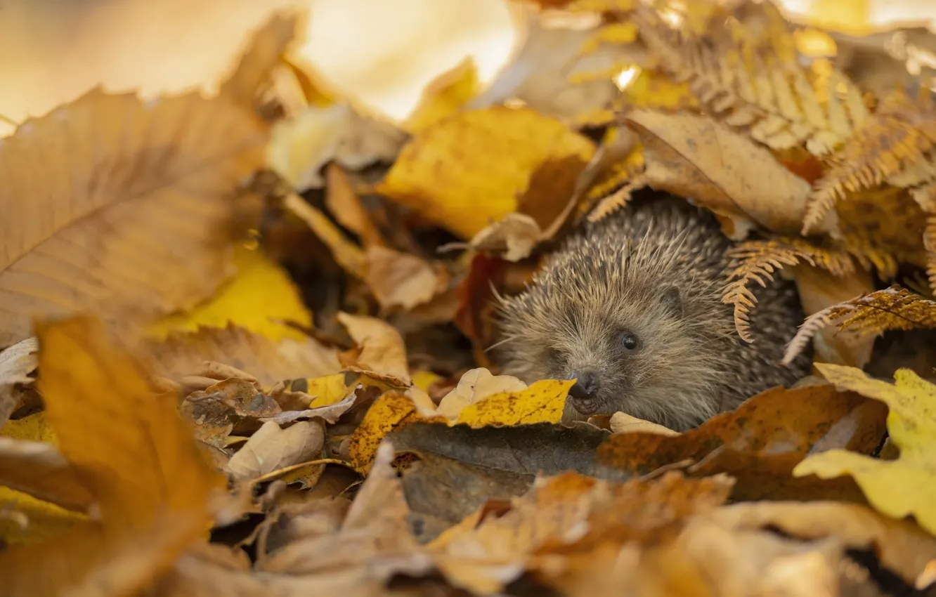Photo wallpaper autumn, look, nature, foliage, muzzle, hedgehog, the pile of leaves, autumn leaves