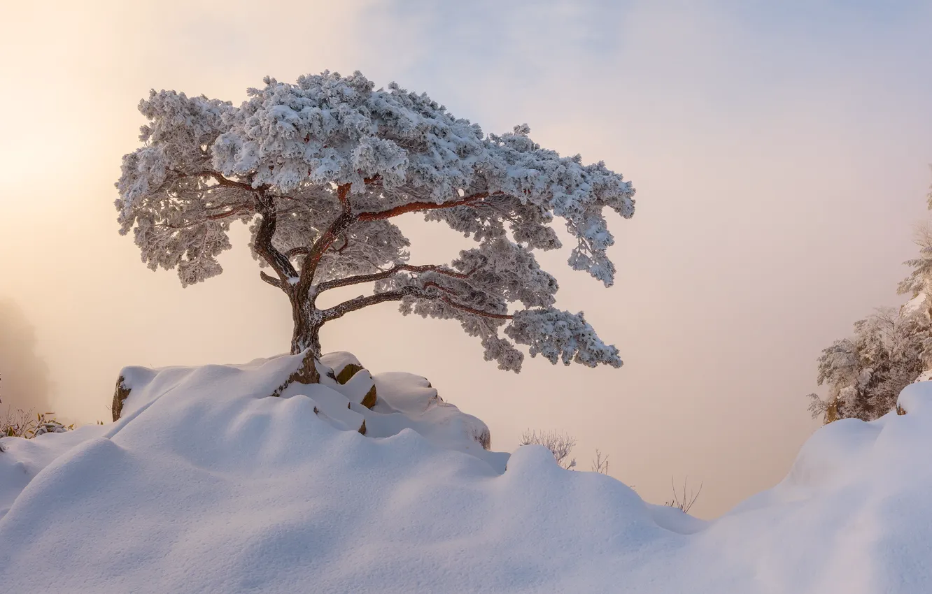Photo wallpaper winter, snow, fog, tree, morning, Korea