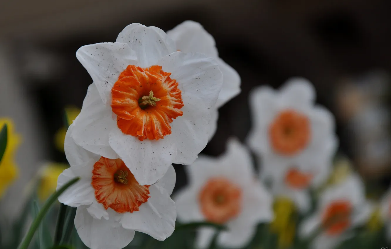 Photo wallpaper flowers, focus, spring, daffodils