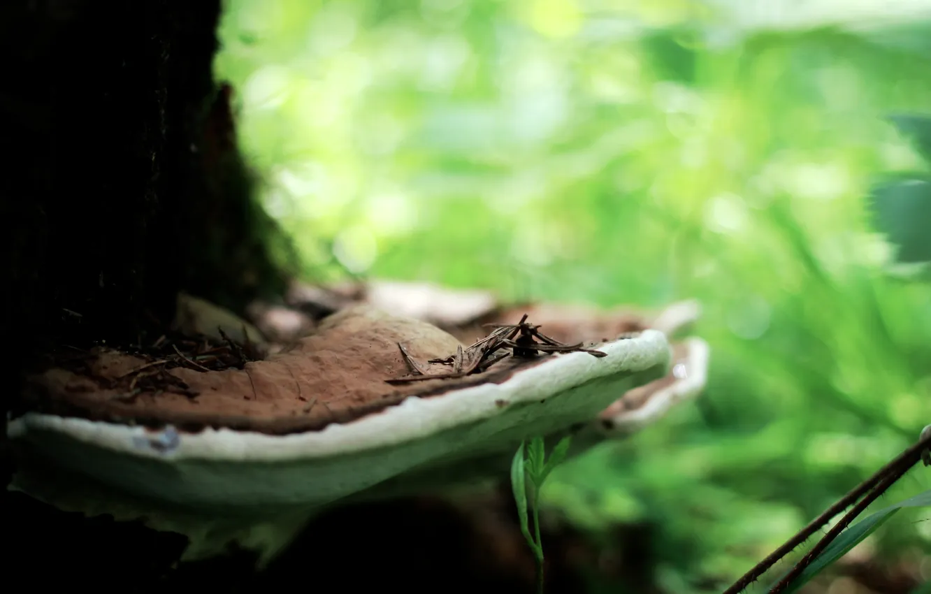 Photo wallpaper macro, nature, mushroom