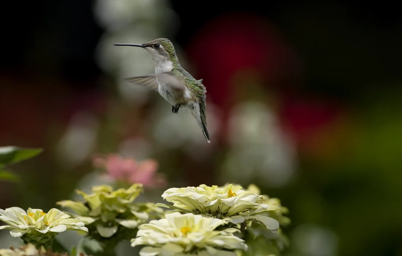 Photo wallpaper flight, flowers, nature, bird, blur, Hummingbird