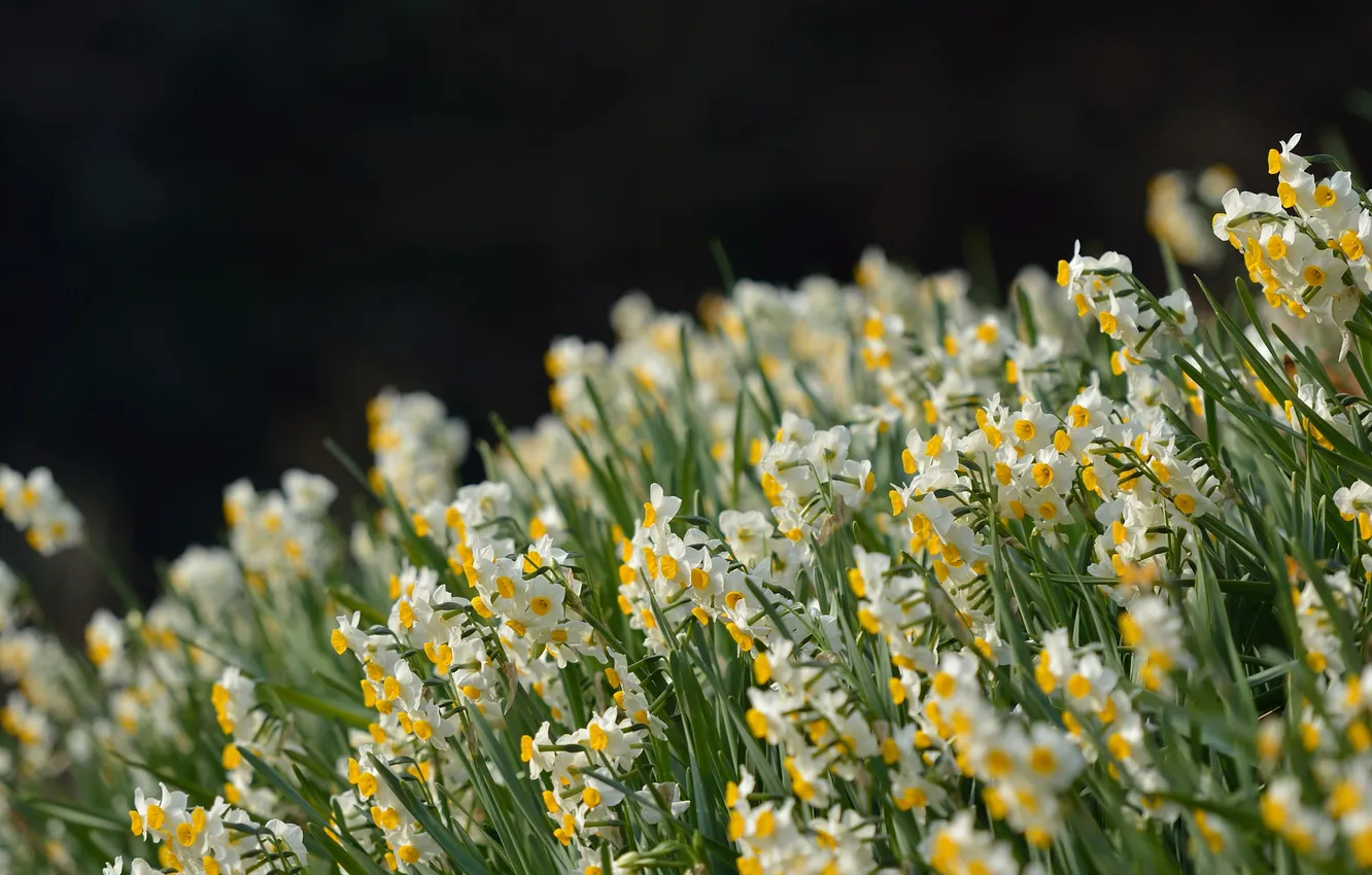 Photo wallpaper flowers, spring, clearing, flowering, daffodils