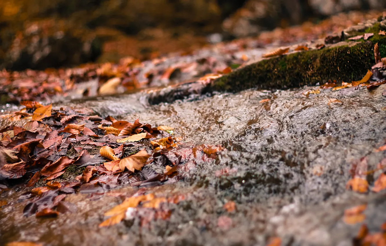 Photo wallpaper leaves, river, stream, spring, river