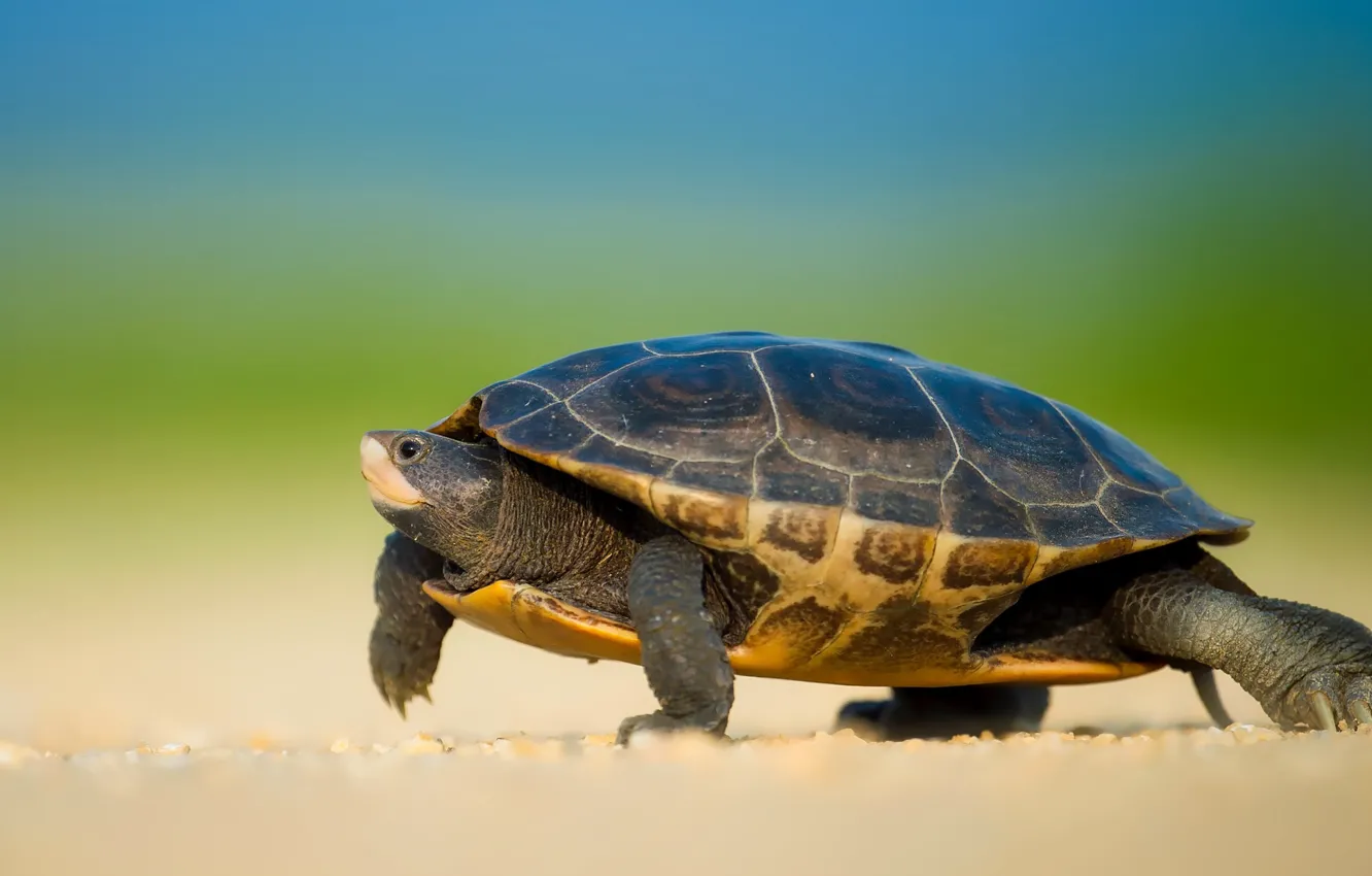 Photo wallpaper green, background, animal, turtle, walk, bug, shell, land