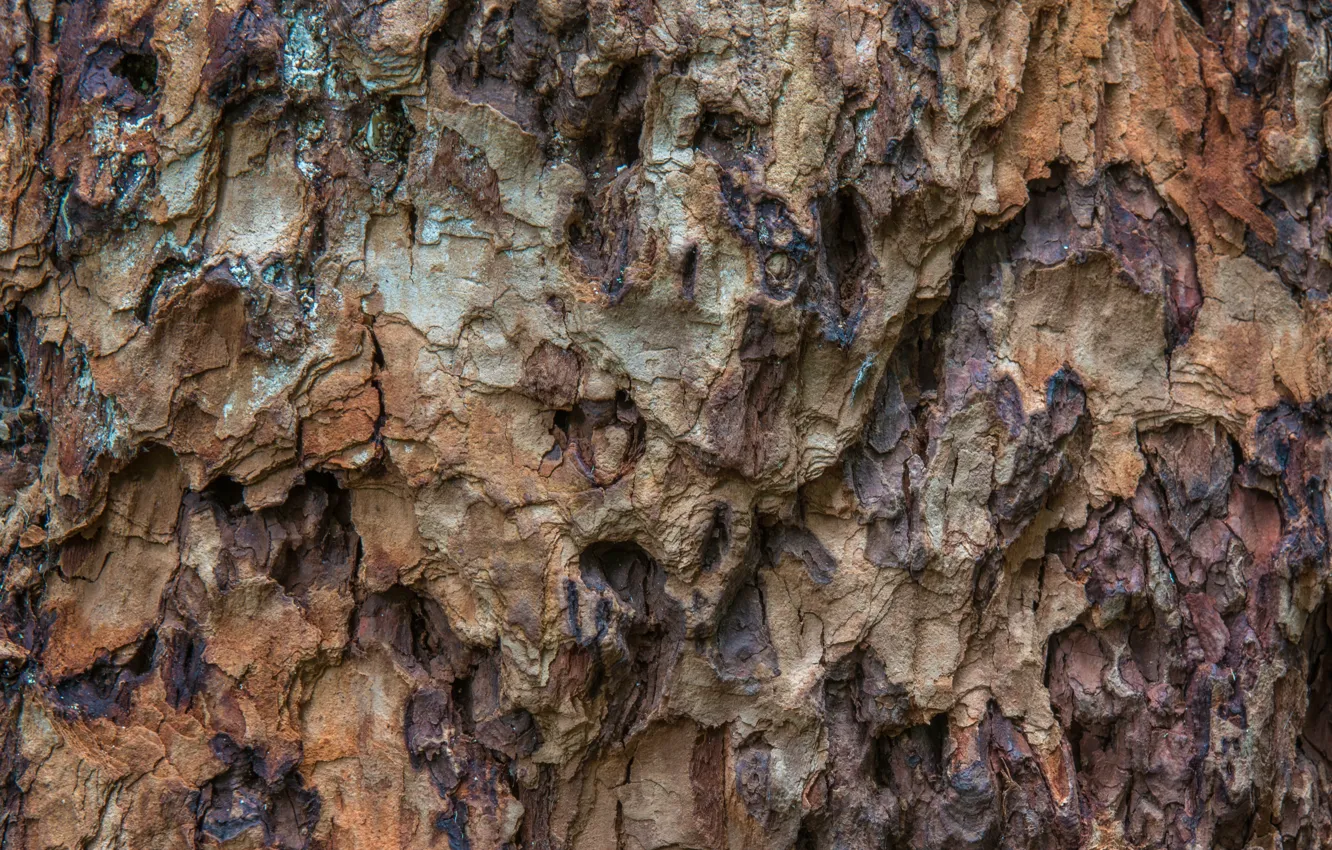 Photo wallpaper tree, structure, bark