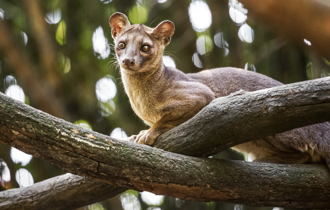 Wallpaper background, tree, bokeh, fossa for mobile and desktop ...