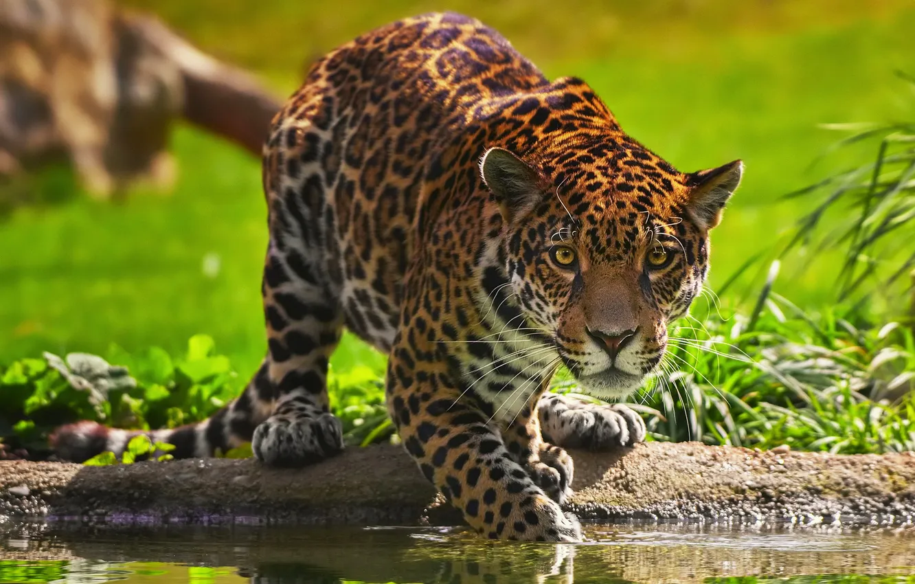 Photo wallpaper water, shore, Jaguar, pond, sneaks