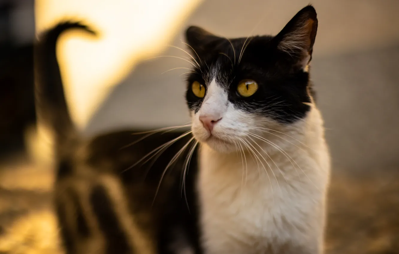 Photo wallpaper pose, look, cat, face, cat