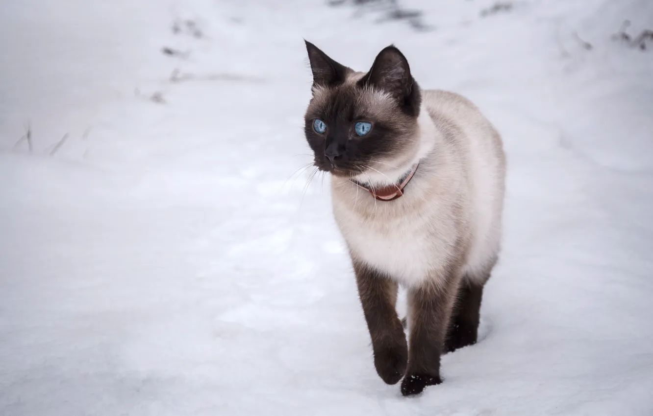 Photo wallpaper cat, cat, snow, blue eyes, runs, the Thai cat