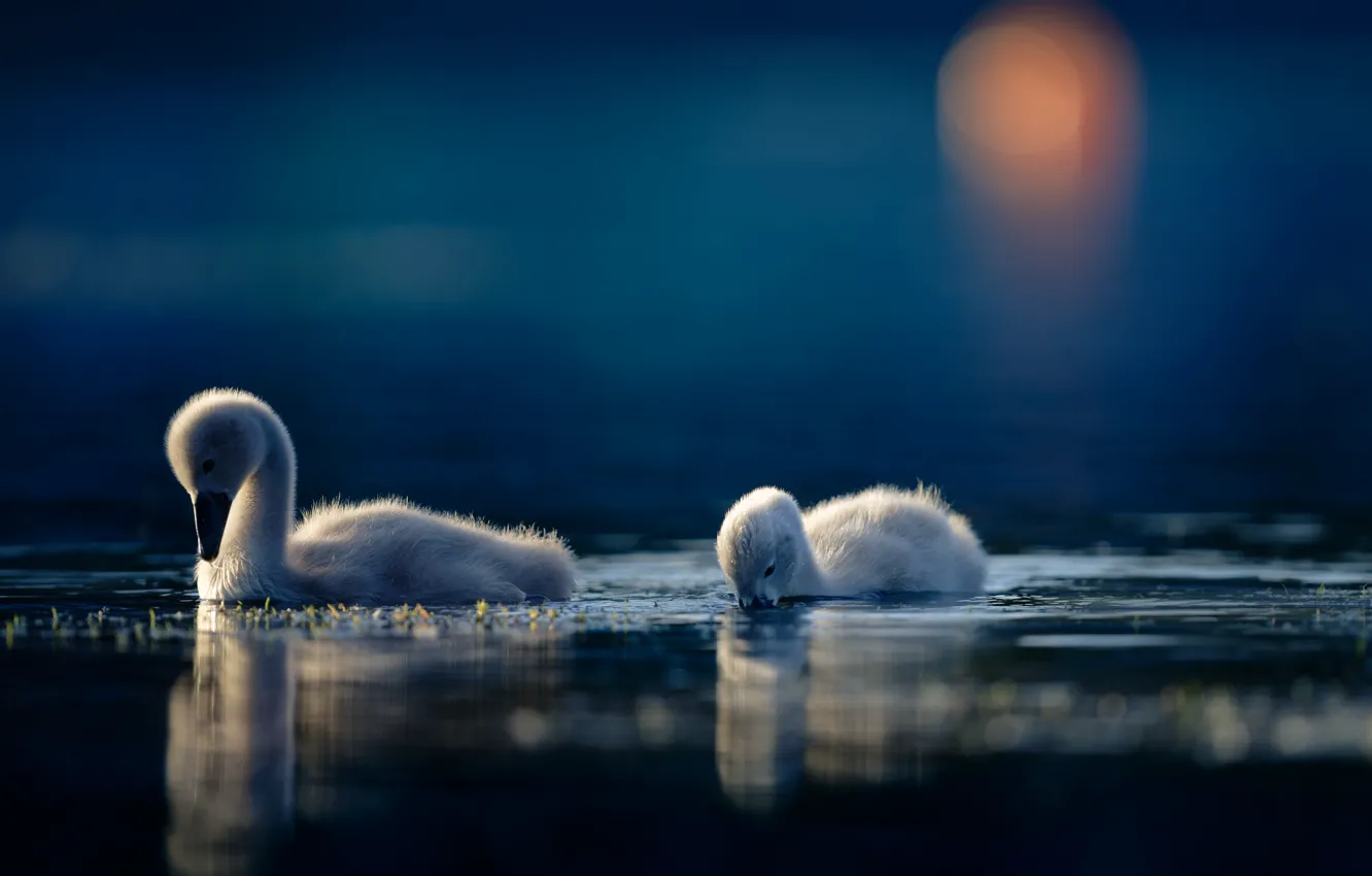 Photo wallpaper water, birds, a couple, swans, Chicks, the Lebeda