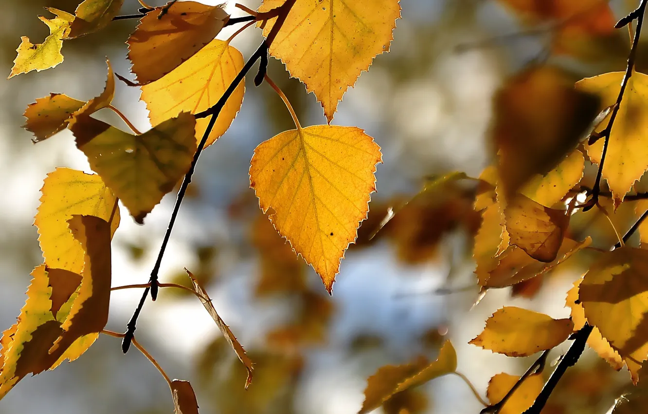 Photo wallpaper autumn, leaves, orange, yellow, mood, leaf, gold, yellow