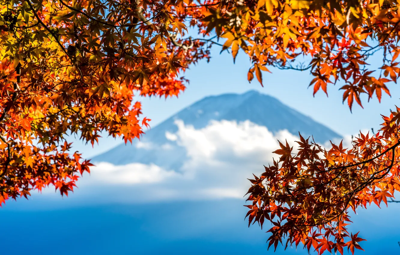 Photo wallpaper autumn, the sky, leaves, colorful, Japan, Japan, red, maple