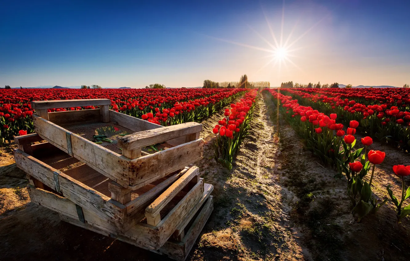 Photo wallpaper field, light, flowers, nature, tulips, box