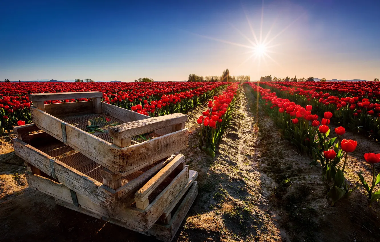 Photo wallpaper field, light, flowers, nature, tulips, boxes