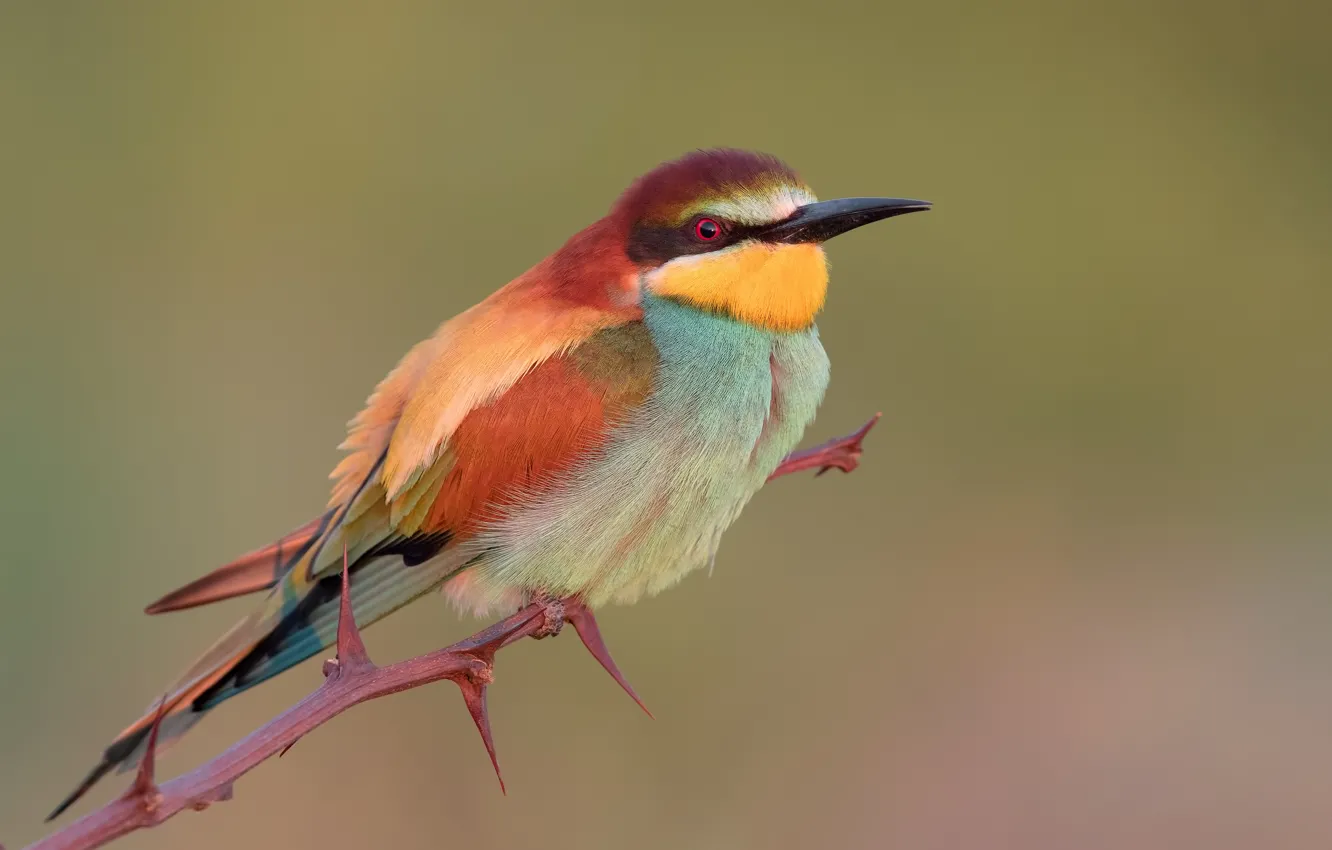 Photo wallpaper background, bird, branch, spikes, bright, Golden bee-eater, schurka