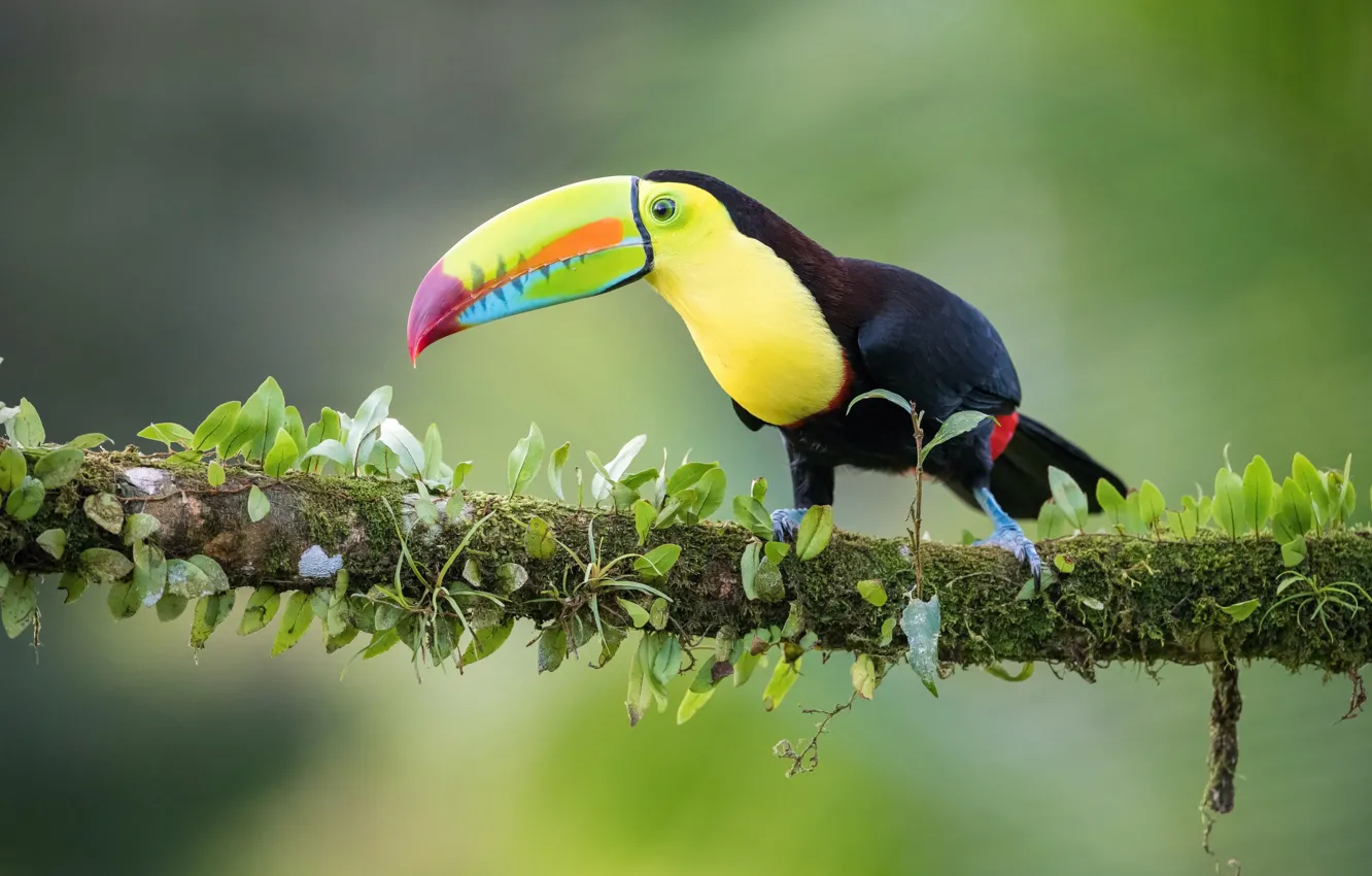 Photo wallpaper bird, branch, Toucan, bird, branch, toucan, Petr Simon