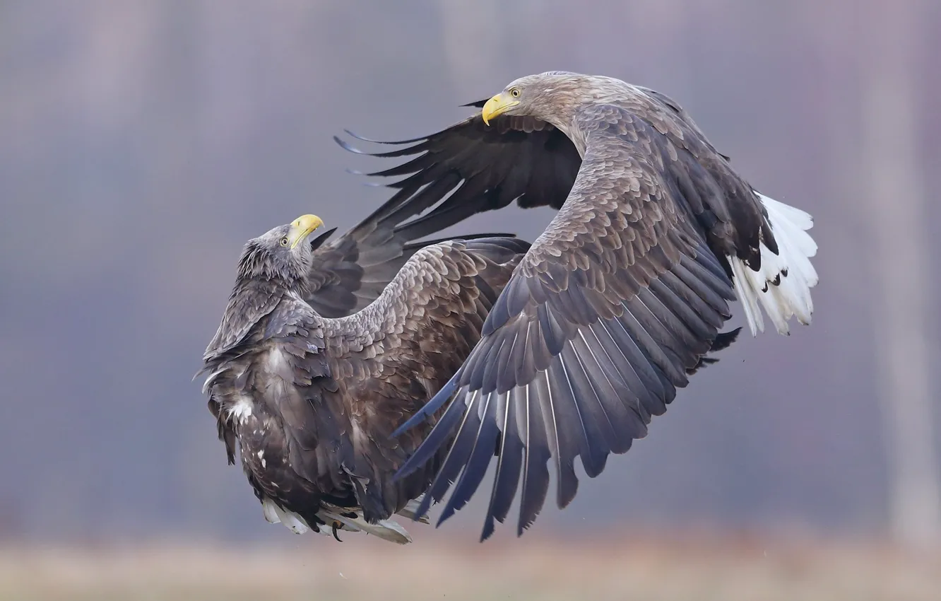 Photo wallpaper bird, eagle, predator, pair