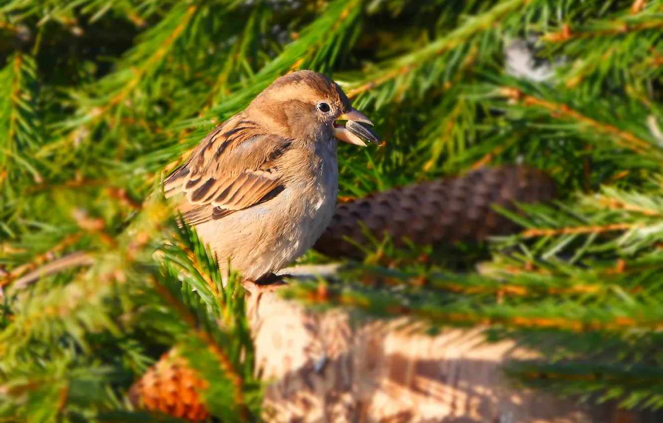 Photo wallpaper autumn, nature, bird, Sparrow