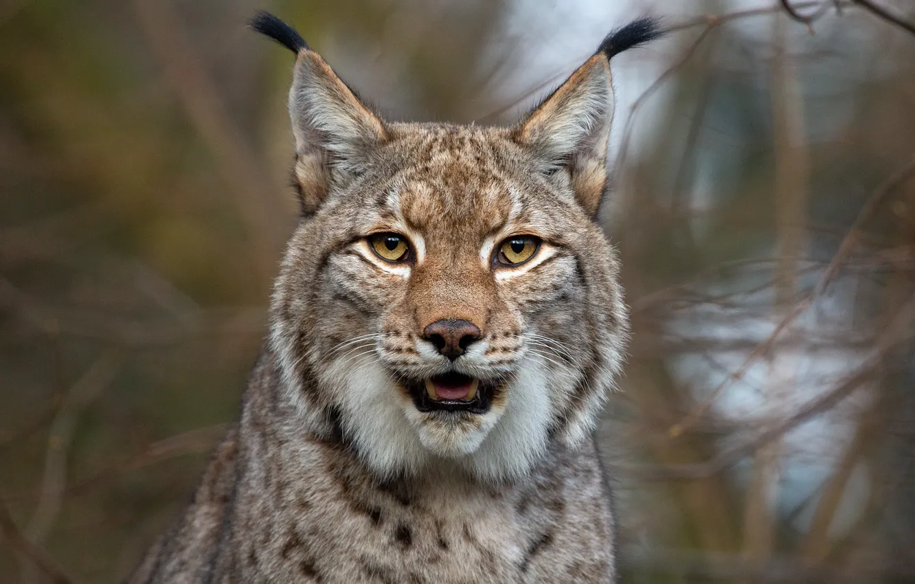 Photo wallpaper face, portrait, lynx