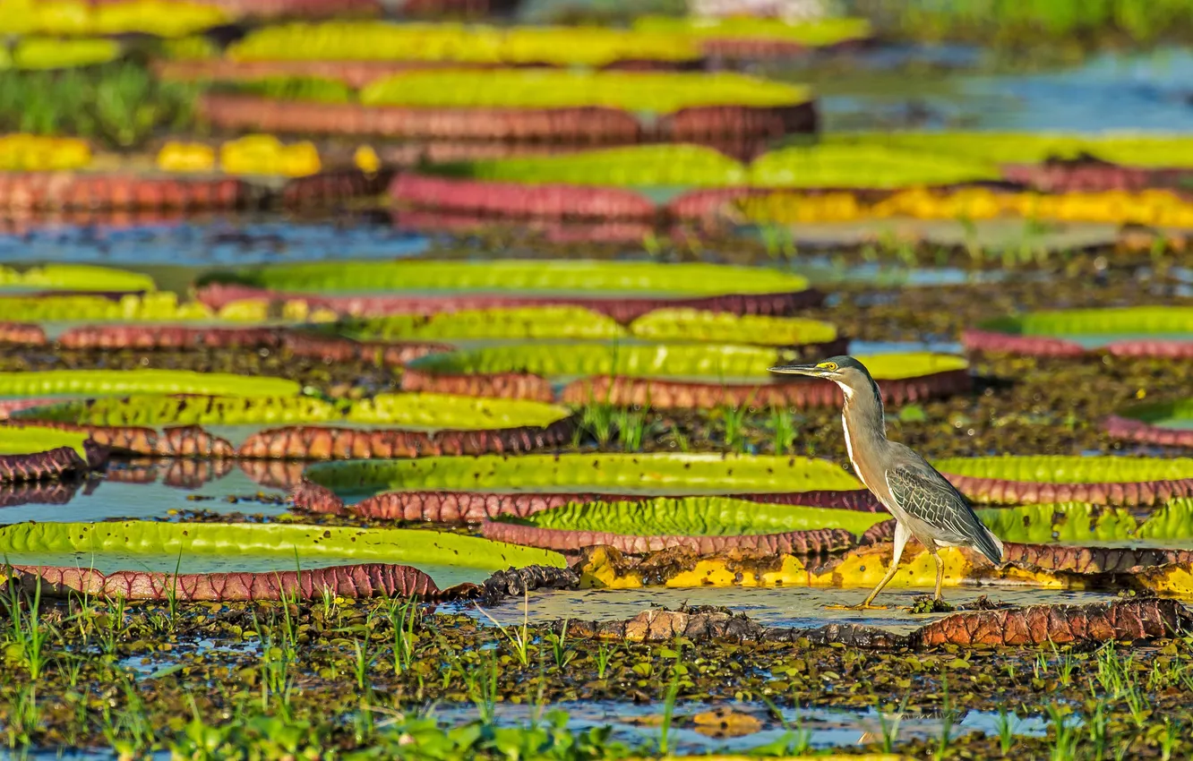 Photo wallpaper Victoria, Brazil, Brazil, Victoria, Pantanal, The Pantanal, Water Lily, Water Lily