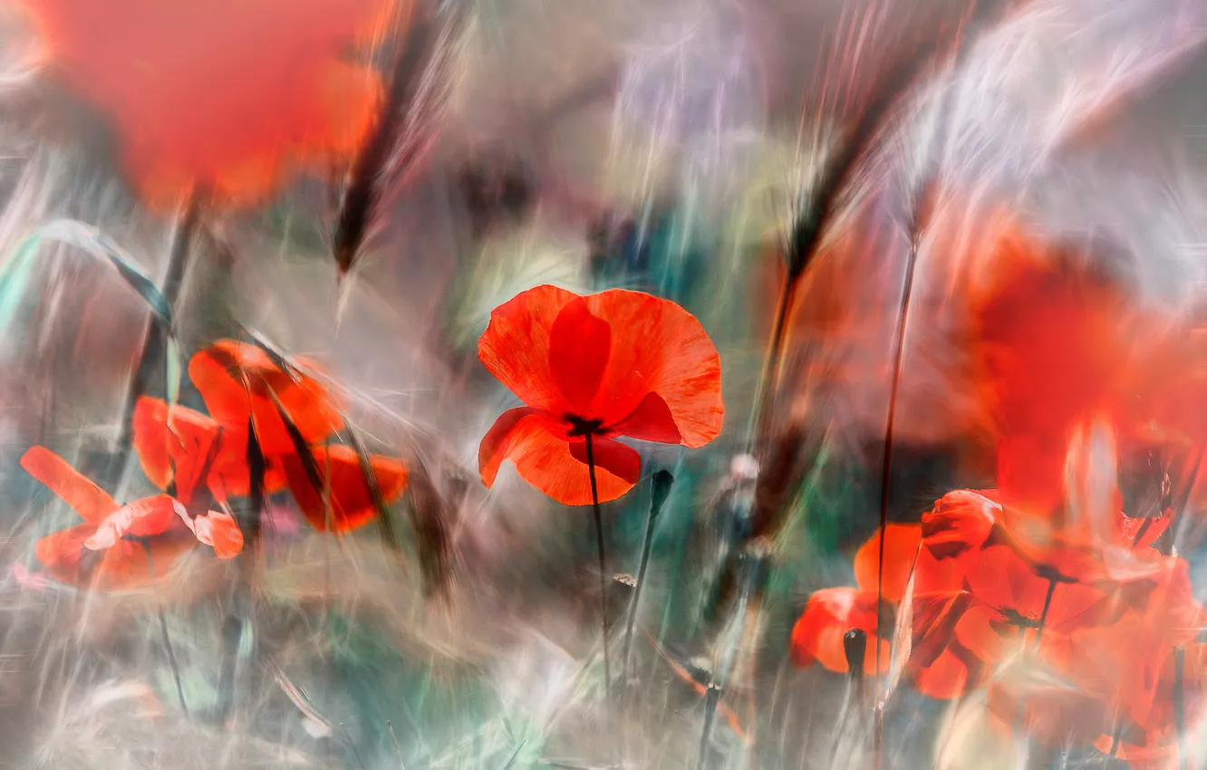 Photo wallpaper light, flowers, red, bright, Maki, treatment, blur, ears