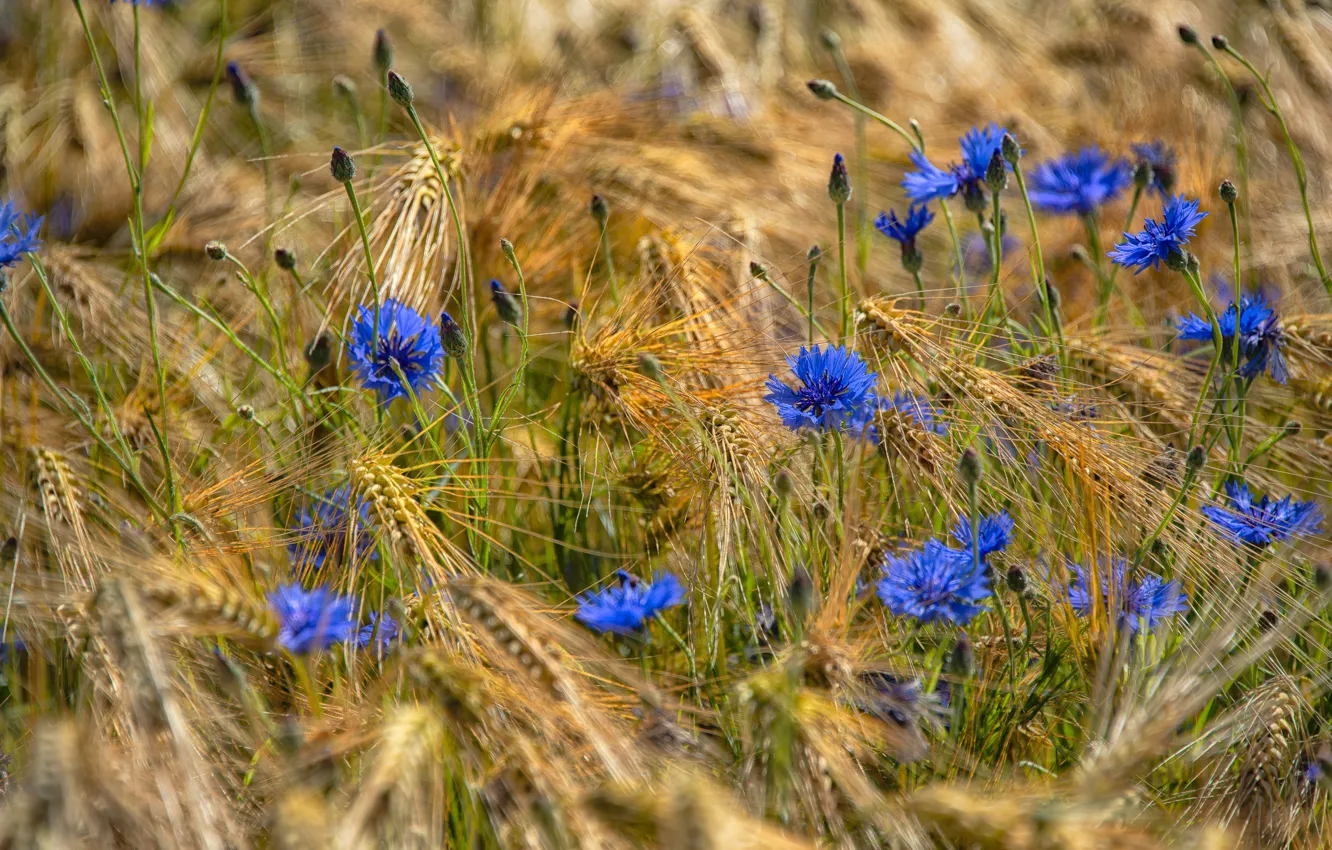 Photo wallpaper summer, flowers, blue, mood, blue, rye, beauty, spikelets
