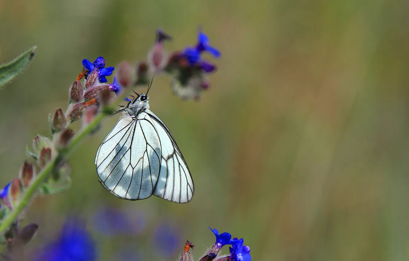 Photo wallpaper flower, butterfly, white