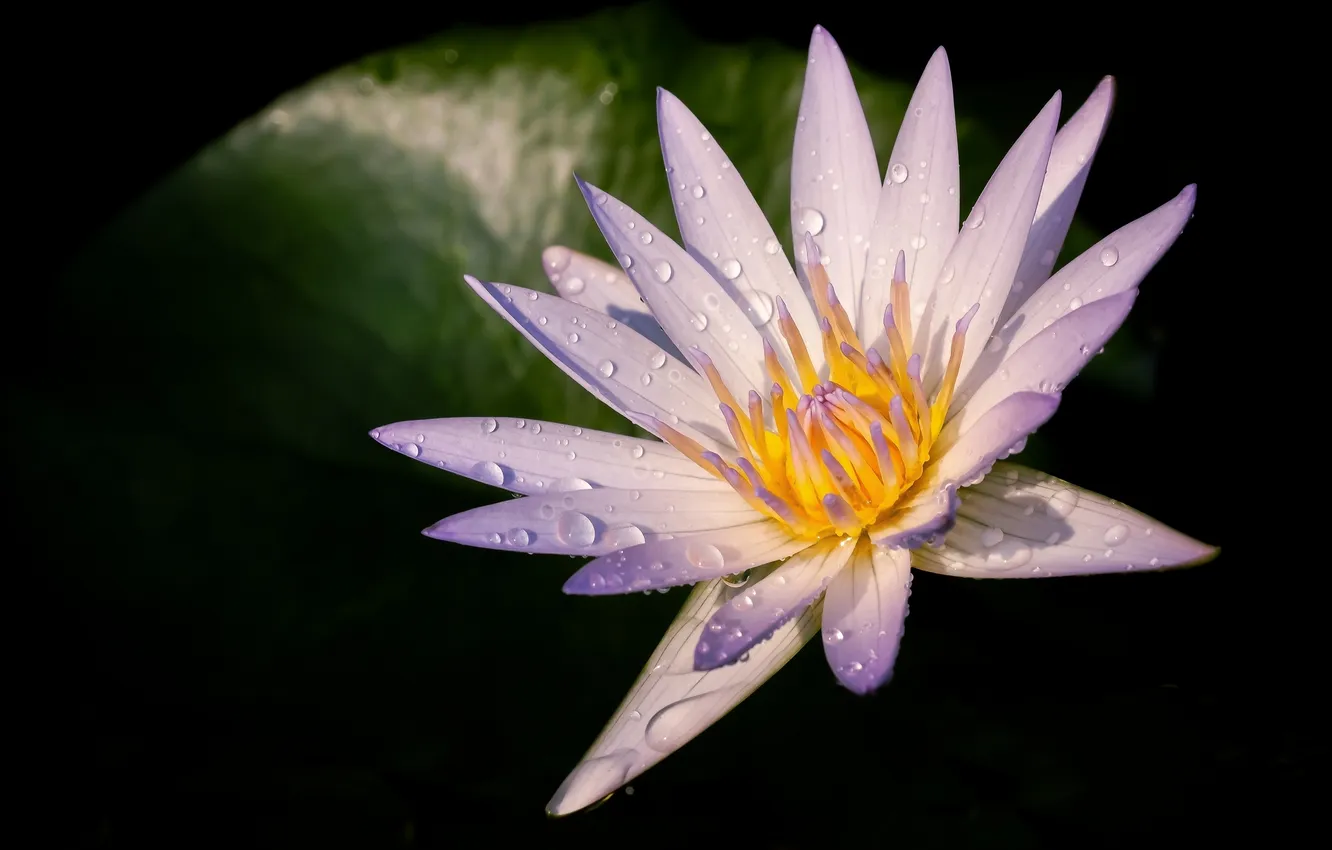 Photo wallpaper flower, droplets, leaf, water Lily, dewdrops