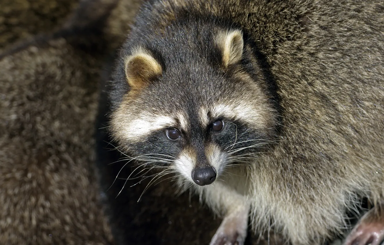 Photo wallpaper look, face, raccoon