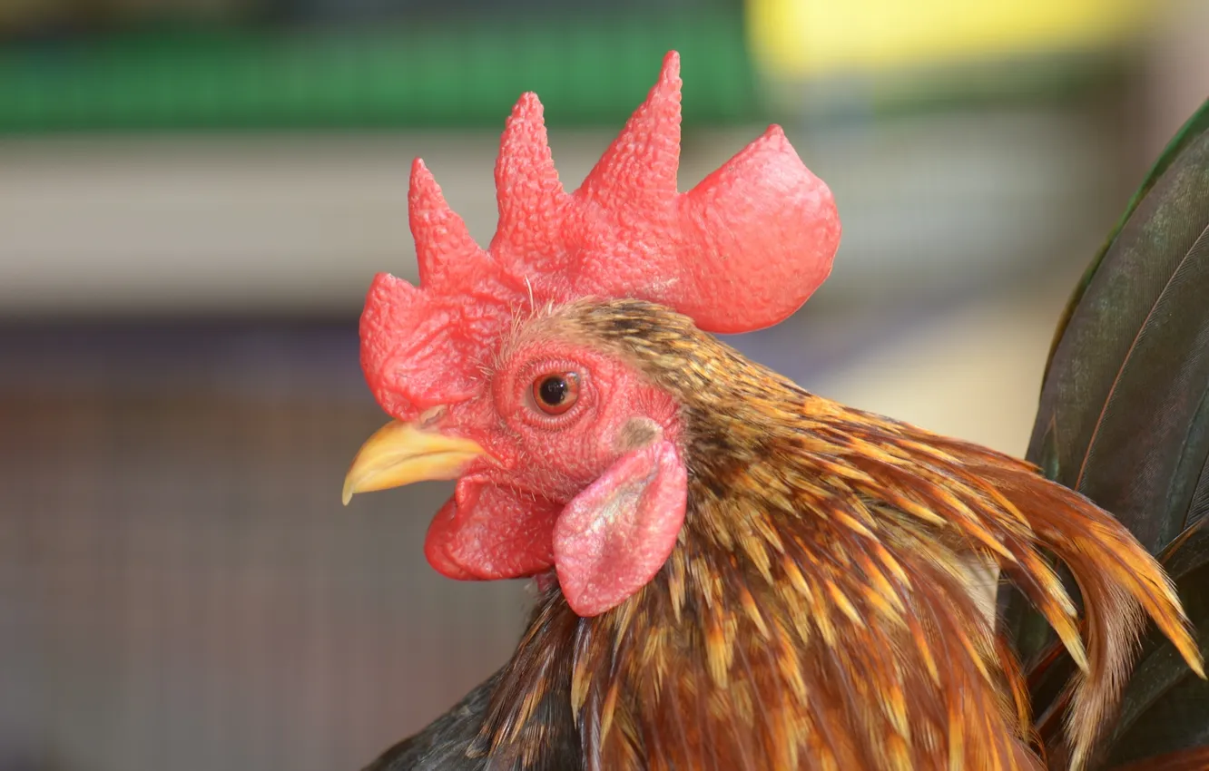 Photo wallpaper close, beak, Hen