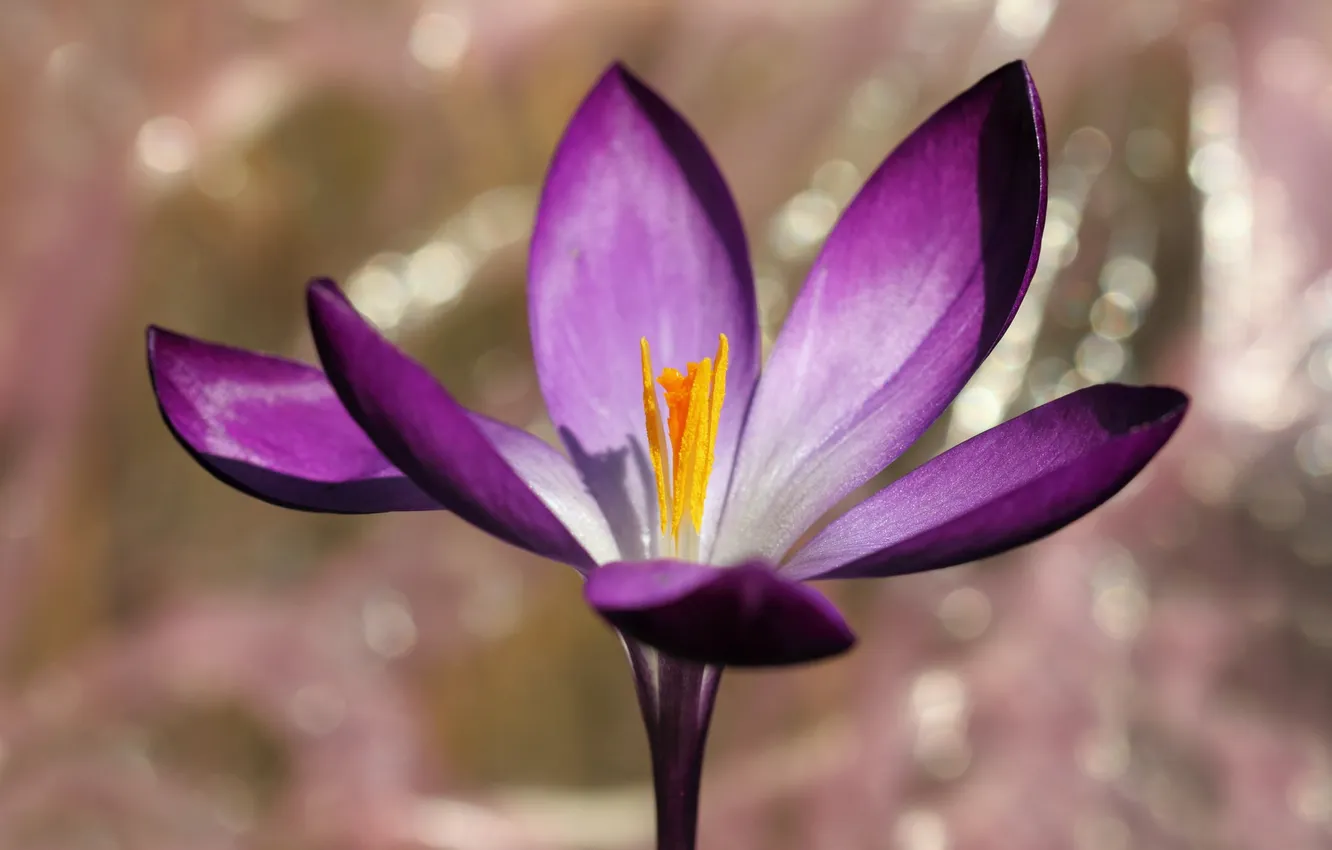 Photo wallpaper flowers, petals, crocuses