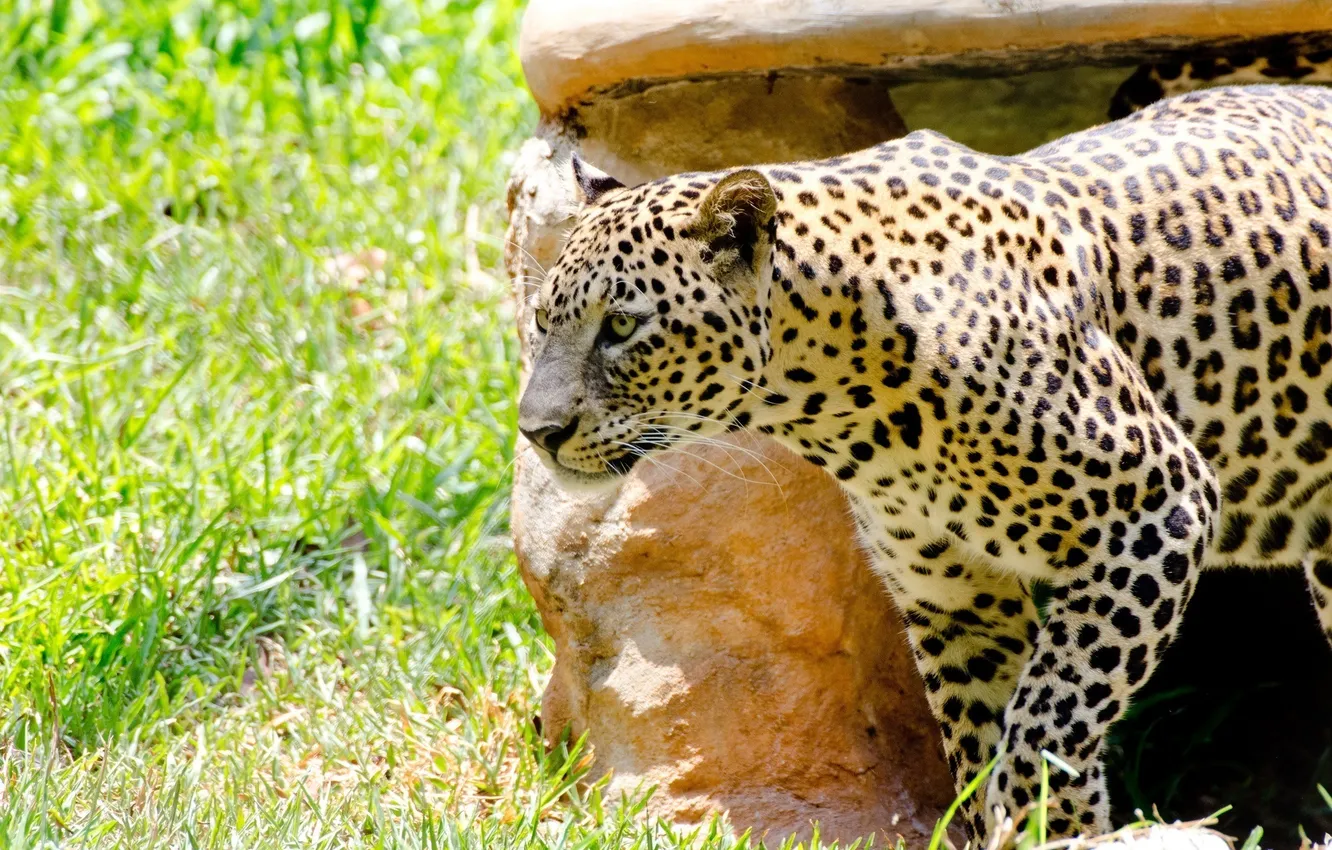 Photo wallpaper light, shadow, predator, spot, leopard, wild cat