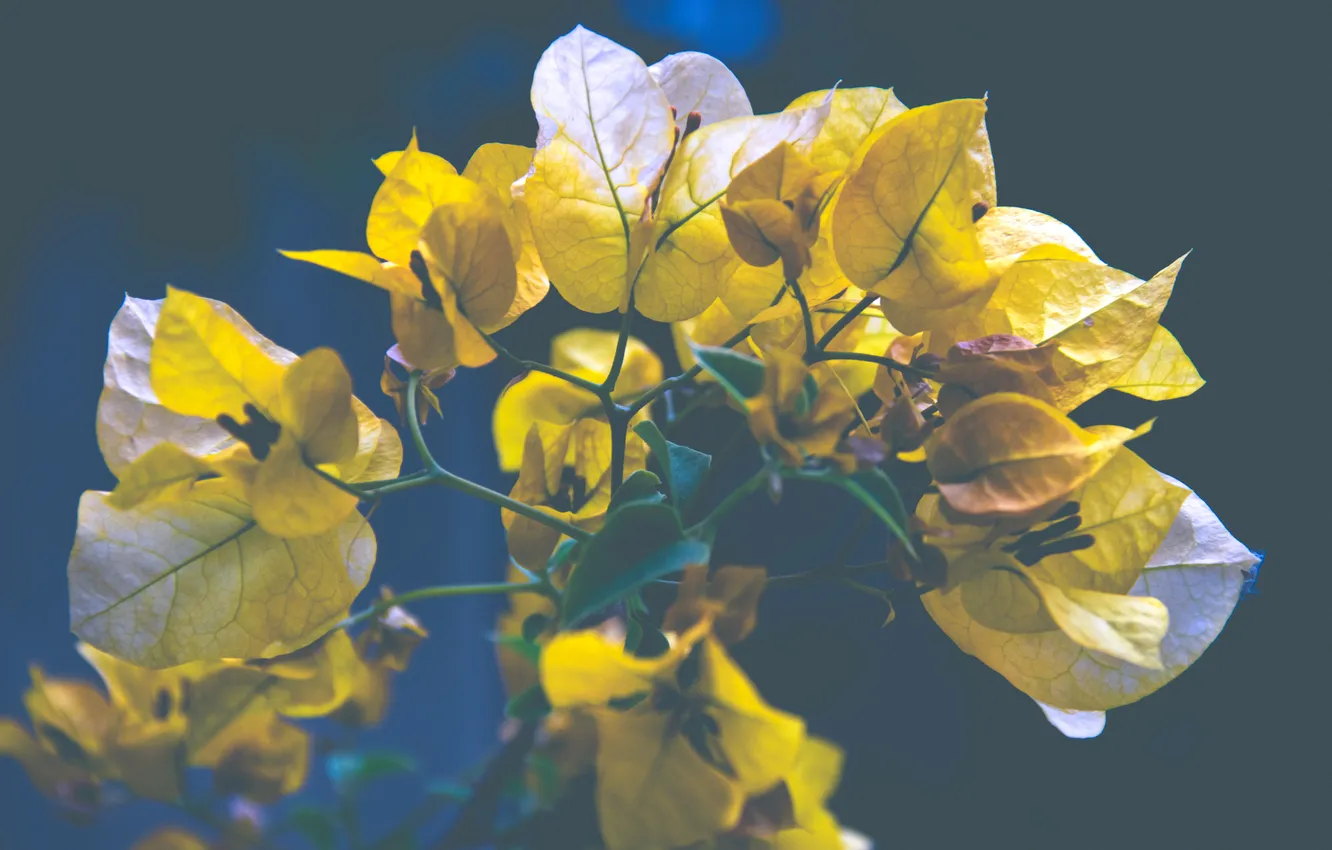 Photo wallpaper leaves, yellow, leaves