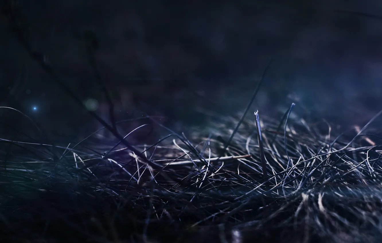 Photo wallpaper grass, macro, night