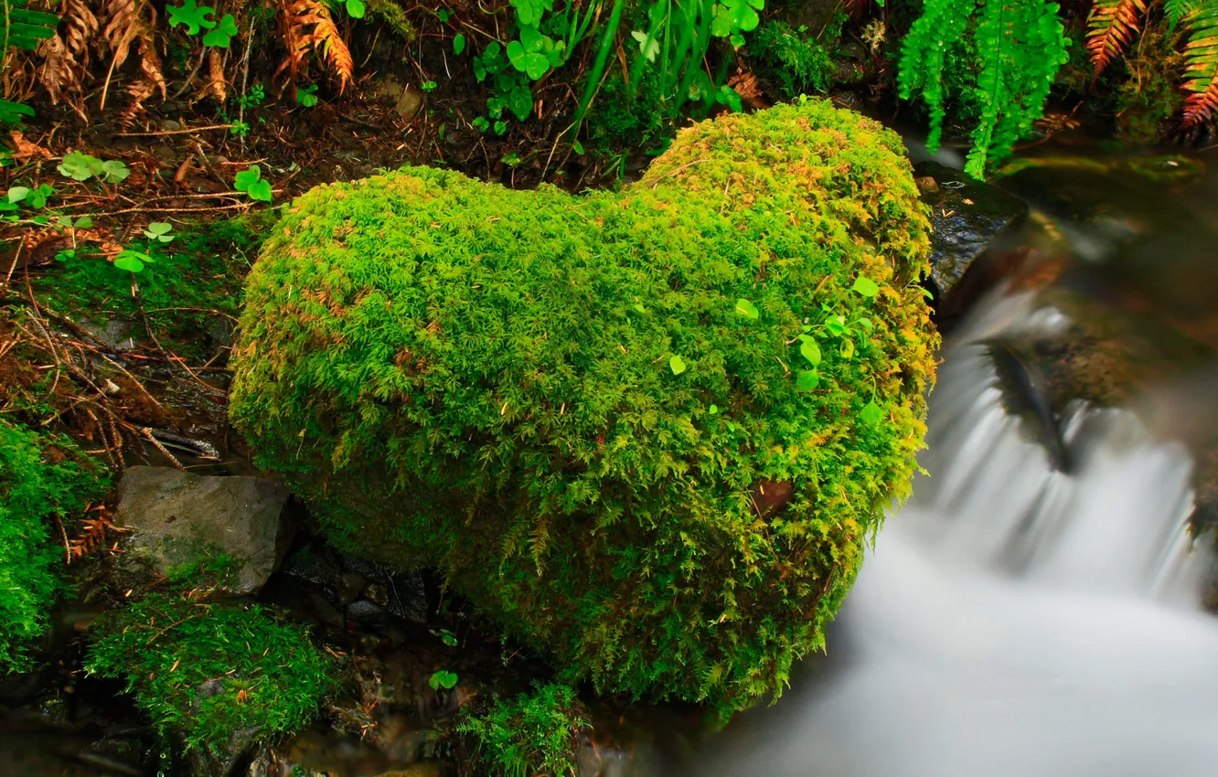 Photo wallpaper forest, river, stream, stones, heart, USA, Washington, Olympic National Park