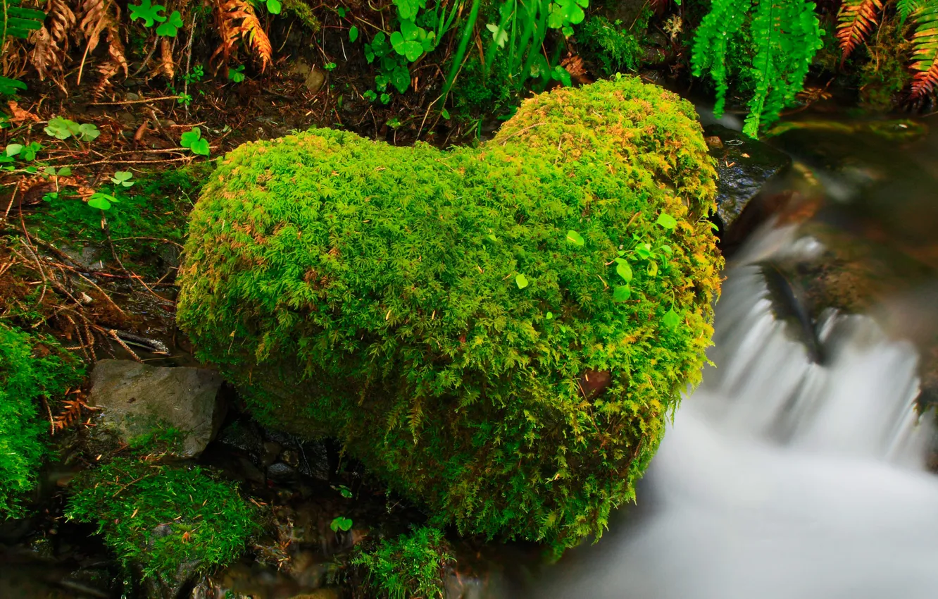 Photo wallpaper forest, river, stream, stone, heart, USA, Washington, Olympic National Park