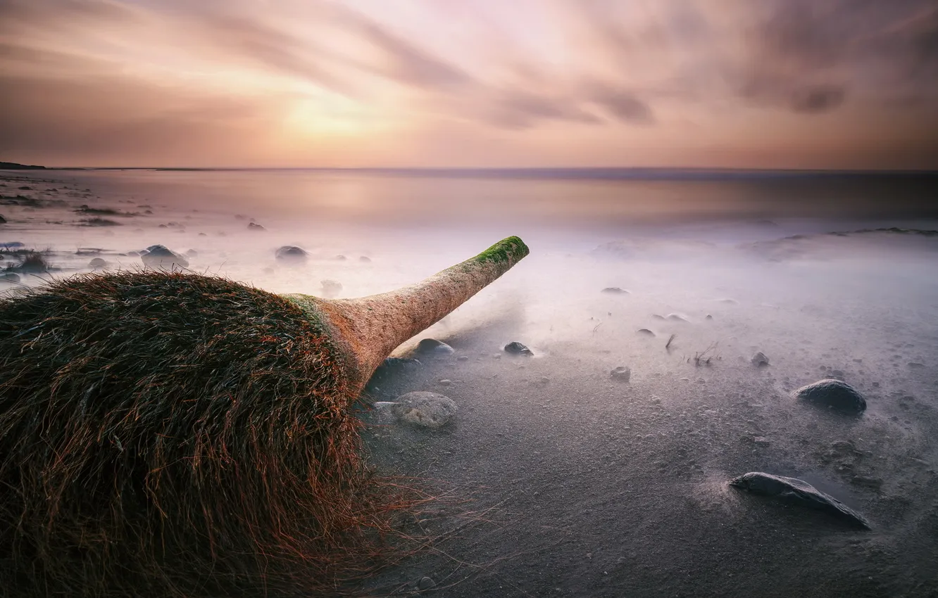 Photo wallpaper Manyar Beach, Ketewel, Bali - Indonesia, The Dead Tree