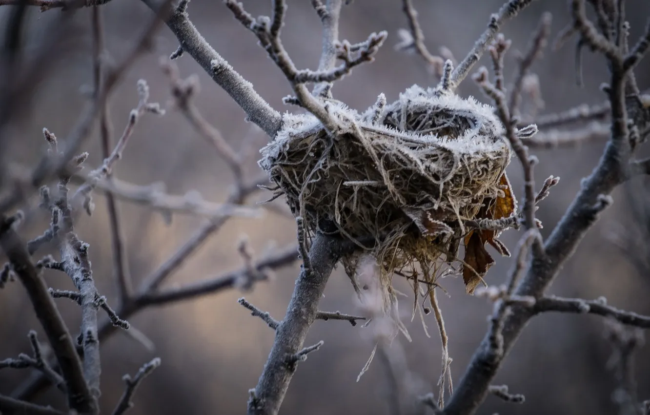 Photo wallpaper frost, branches, socket