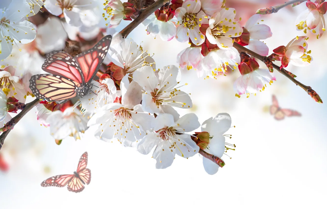 Photo wallpaper flowers, sprig, butterfly