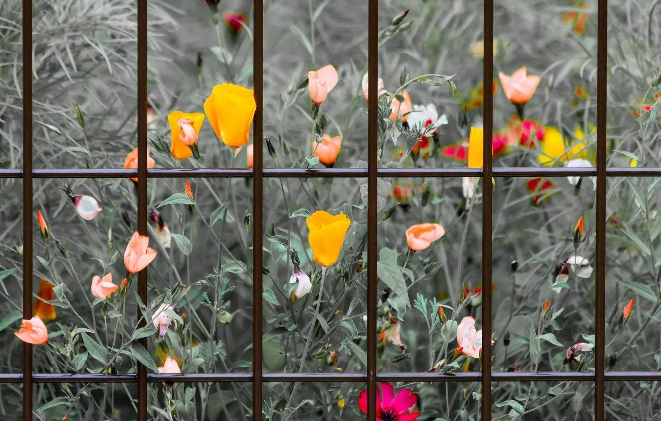 Photo wallpaper flowers, nature, the fence
