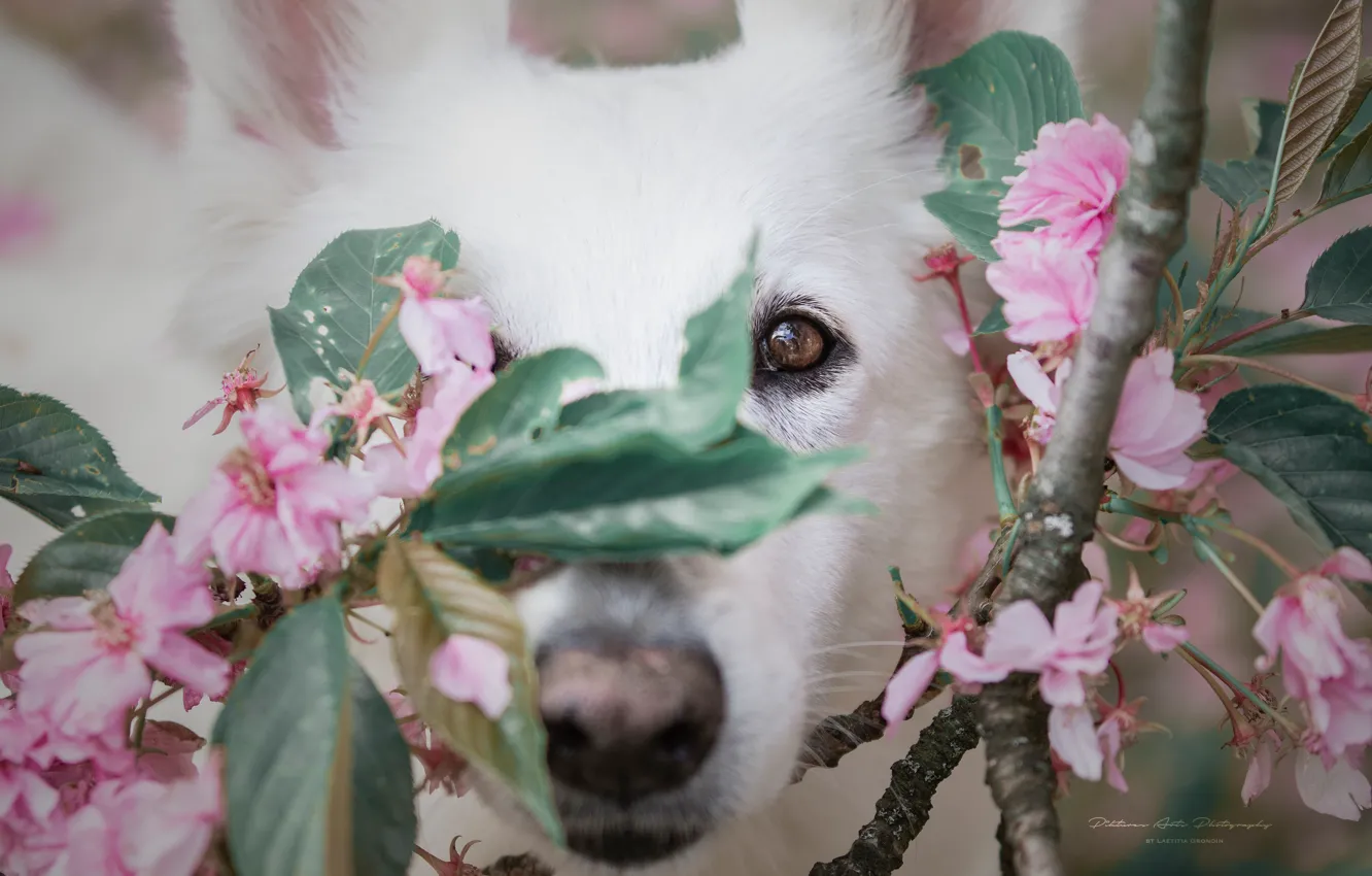 Photo wallpaper look, face, branches, cherry, dog, nose, flowering, flowers