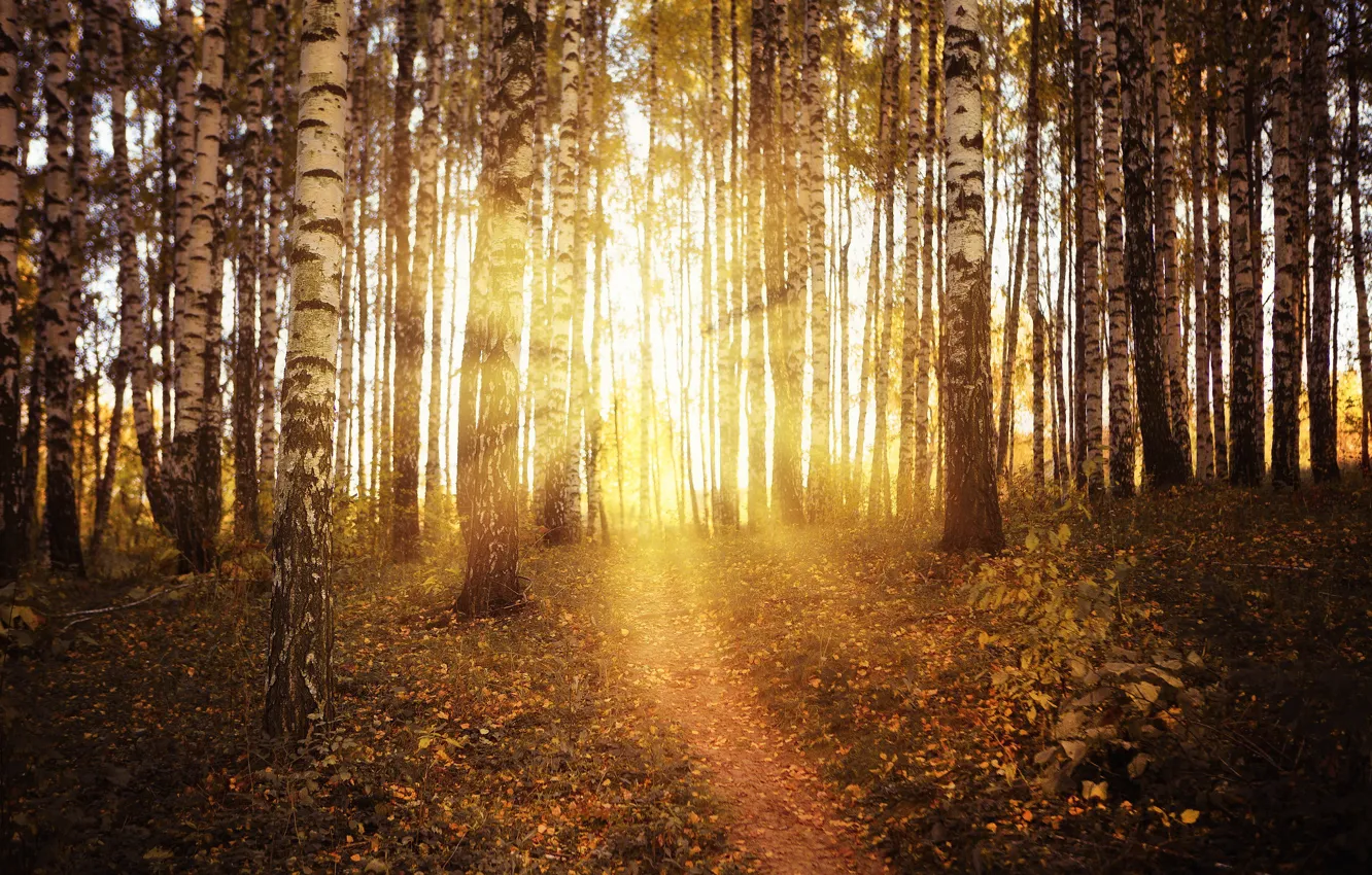 Photo wallpaper autumn, birch, grove