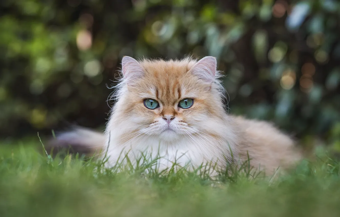 Photo wallpaper grass, look, muzzle, blue eyes, British longhair cat
